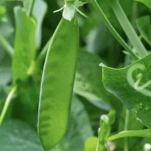 Snow Pea Yukomo Giant